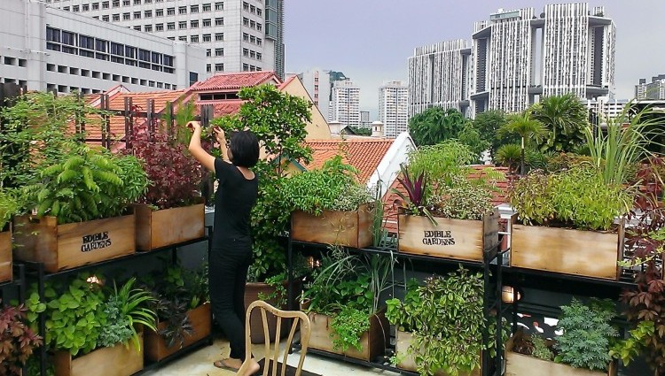 Urban Farming Yuk Biar Nggak Gampang Stress